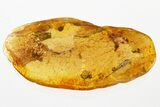 Detailed Fossil Bristletail (Machilidae) In Baltic Amber #367489-1